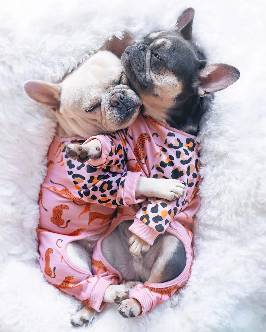 French Bulldog Pajamas | Frenchie Clothing | Wild One